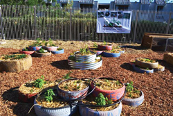 Class XXVI (2010-2011) Escalante Community Garden: The vision of the Escalante Community Garden is to build community through the production of high-quality organic fruits and vegetables; to teach our community about sustainable gardening and healthy cooking; and to strengthen community bonds by creating and sustaining an organic garden in the Escalante neighborhood that will foster environmental stewardship, horticultural education, entrepreneurialism and recreation.